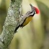 Datel zlatohrbety - Dinopium javanense - Common Flameback o1106